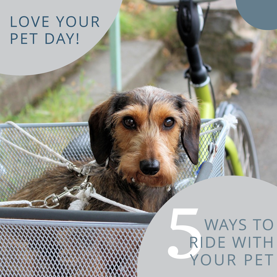 Love Your Pet Day